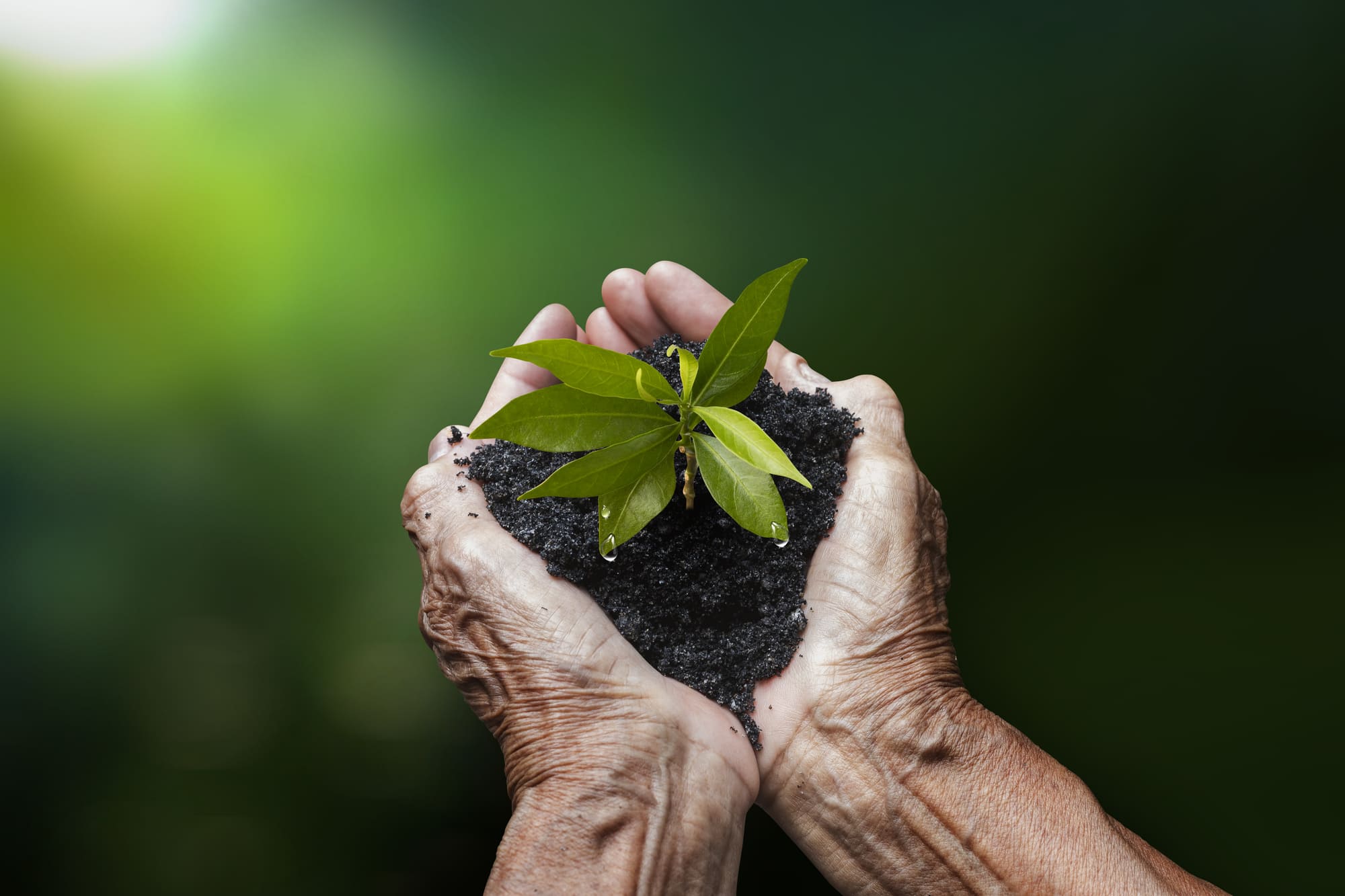 Serveis integrals de jardineria.